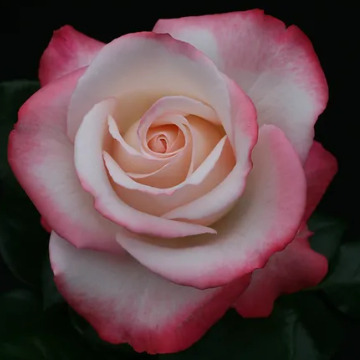 Notice Gallery for Norma COLEMAN