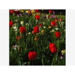 Notice Gallery for NELLIE PEARSON