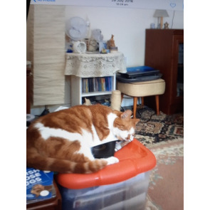 Photo of Buttons ELLIOTT