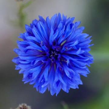 Tribute photo for MALCOLM ROWLANDS -