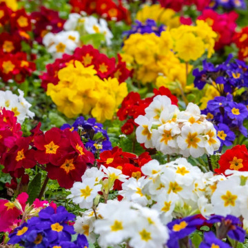 Notice Gallery for MALCOLM ROWLANDS -