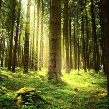 Photo of Terry FARRELL