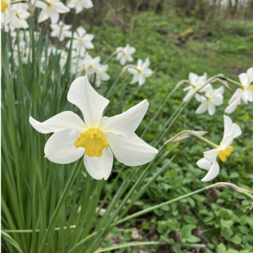 Notice Gallery for Alice Mary MANNERS