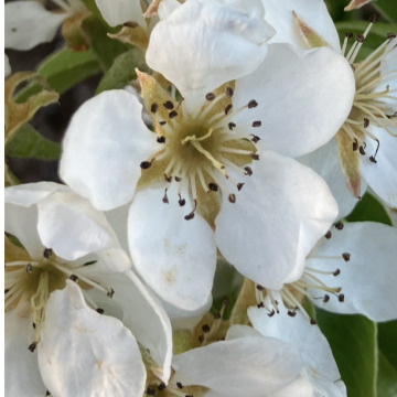 Notice Gallery for Alice Mary MANNERS