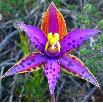 Tribute photo for Valerie Mary CUBITT (NEE SPEIGHT)