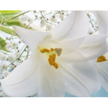 Photo of MONICA DIXON