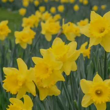 Notice Gallery for Peter Martin LEE