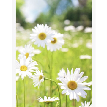 Photo for notice Charlotte Lesley Freya DIXON