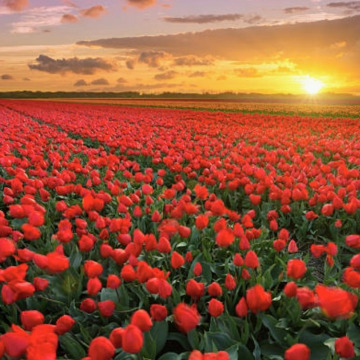 Notice Gallery for Dilys Mary MORGAN