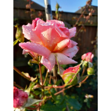 Notice Gallery for Mark Alan JENKINS