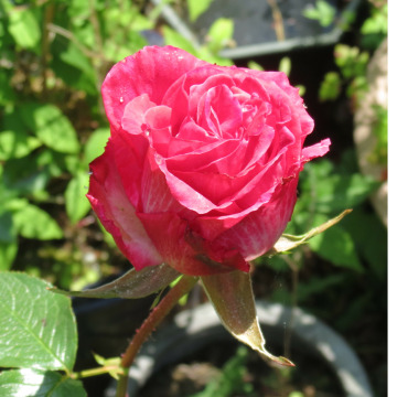 Notice Gallery for Robert Michael CUBITT