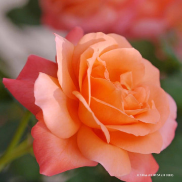 Notice Gallery for Sandra MITCHELL