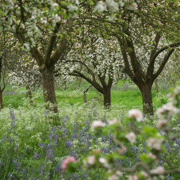 Photo of Stella Christine May SQUIRE