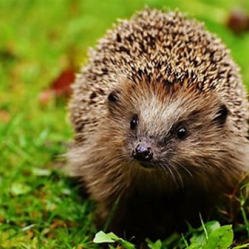 Notice Gallery for Janette HOLBROOK