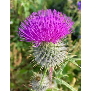 Notice Gallery for William Erskine BROWN