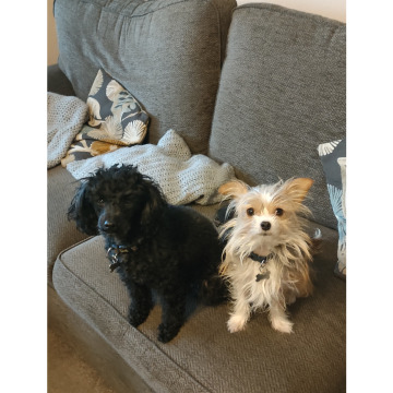 Notice Gallery for Janice Dawn CRAMPTON