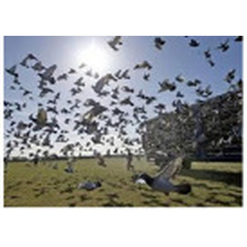 Photo of Pat WAINWRIGHT