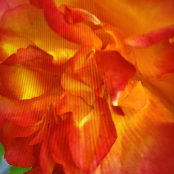 Photo of Muriel DENNISON
